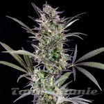 Afghan Auto