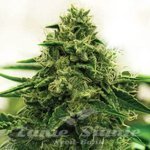 Amnesia F1