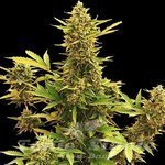 Amnesia Gold Auto