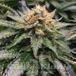 Amnesia Lemon