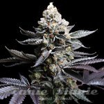 Animal Cookies