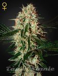 Arjan's Haze #3 - GREEN HOUSE SEEDS