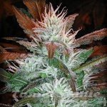 Auto Stoned - AUTOFEM