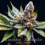 Birthday Punch - ELEV8 SEEDS