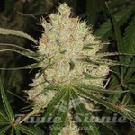 Cannalope Haze