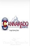 Dubble Sundae - CANNARADO GENETICS