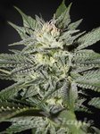 CBD Great White Shark (ODMIANA MEDYCZNA)