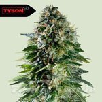 Corkscrew Auto - ROYAL QUEEN SEEDS X TYSON 2.0
