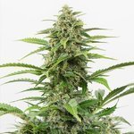 Critical + 2.0 Auto
