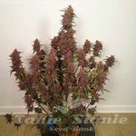 Dark Devil's Kiss Auto