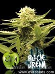 Black Dream - EVA SEEDS