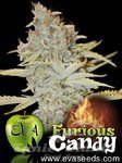Furious Candy - EVA SEEDS