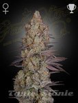 Exodus Cheese - GREEN HOUSE SEEDS
