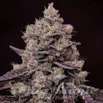 Fanta Sea RBX - ETHOS GENETICS