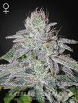 Franco's Lemon Cheese - GREEN HOUSE SEEDS