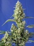 Gorilla Sweet XXL Auto
