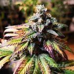 Gorilla Glue #4