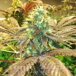 Gorilla Zkittlez