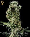 Arjan's Haze #2 - GREEN HOUSE SEEDS
