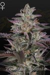 Banana Krumble - GREEN HOUSE SEEDS