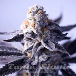 Hazy Girl - Green Bodhi