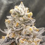 Jelly Breath S1 - INHOUSE GENETICS