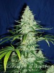 Sweet Dreams - KC BRAINS