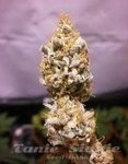White K.C. - KC BRAINS
