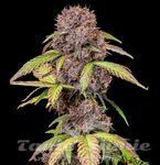 Lemon Cherry Cookies Auto