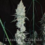 Lemon Cherry Pie R1 - ETHOS GENETICS
