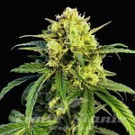 Northern Lights x Mazar Auto