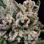 Peanut Butter Breath Fast - ATLAS SEEDS