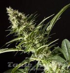 Orange Candy - PHILOSOPHER SEEDS