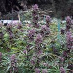 Purple Maroc x Hindu Kush
