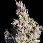 Purple Star CBD Auto - ATLAS SEEDS