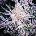 Purple Sunset RBX2 - ETHOS GENETICS