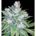 Kandy Kush - RESERVA PRIVADA