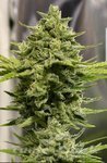 Somango Haze