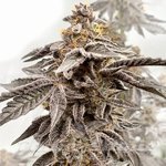 Sour Apple Kiss - ELEV8 SEEDS
