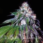Sour Mac F1
