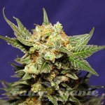 Strawberry Haze Auto