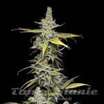 Super Blue Haze - Green Bodhi