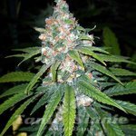 Super Lemon Haze