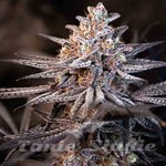 Terple - INHOUSE GENETICS