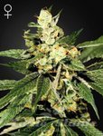 Train Wreck