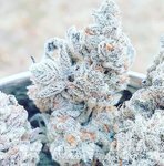 Triple Kush Breath - INHOUSE GENETICS