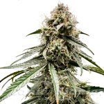 Wedding Cake Auto - ATLAS SEEDS
