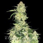 White Widow F1