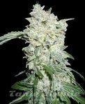 Afghan Kush Special - WORLD OF SEEDS