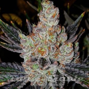 10th Planet R1 - ETHOS GENETICS - 1